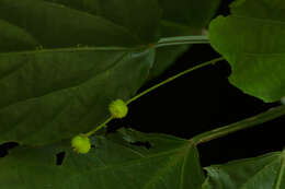 Image of Acalypha schiedeana Schltdl.