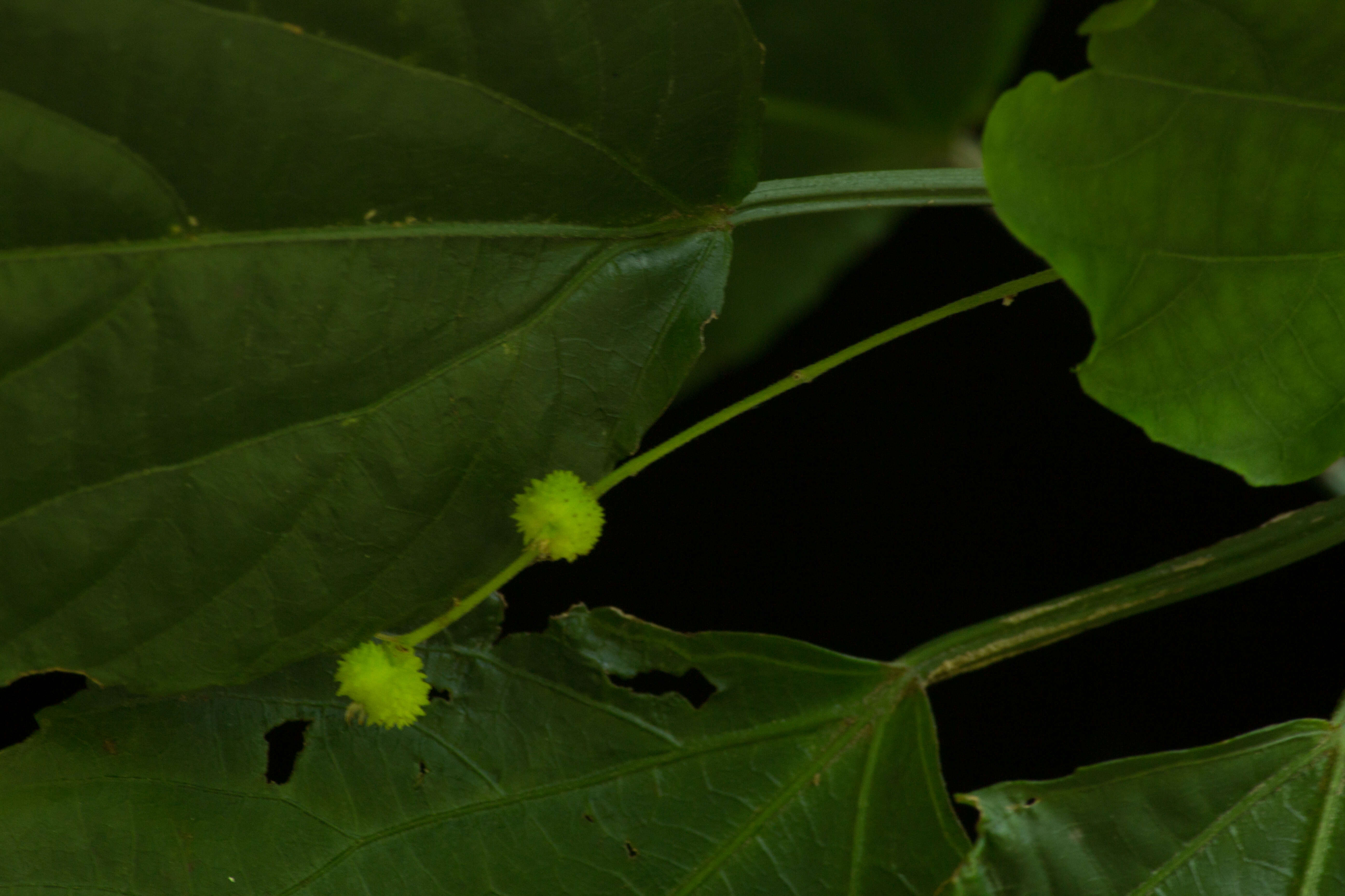 Image of Acalypha schiedeana Schltdl.