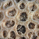 Image of Knob Coral
