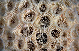 圈紋菊珊瑚的圖片