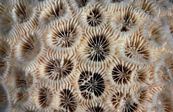 Image of Knob Coral