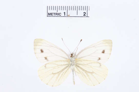 Image of green-veined white