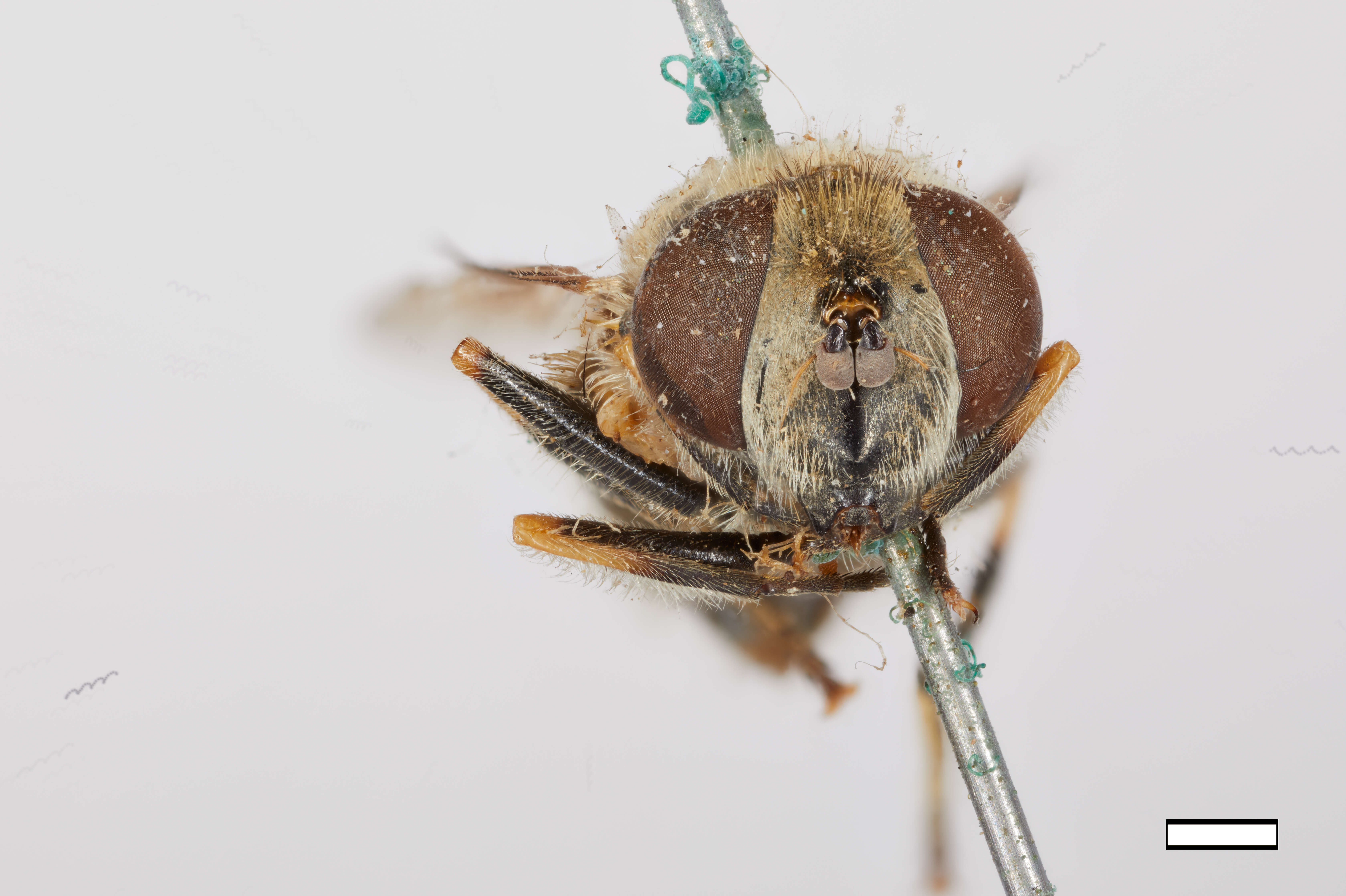 Image of Eristalis brousii Williston 1882