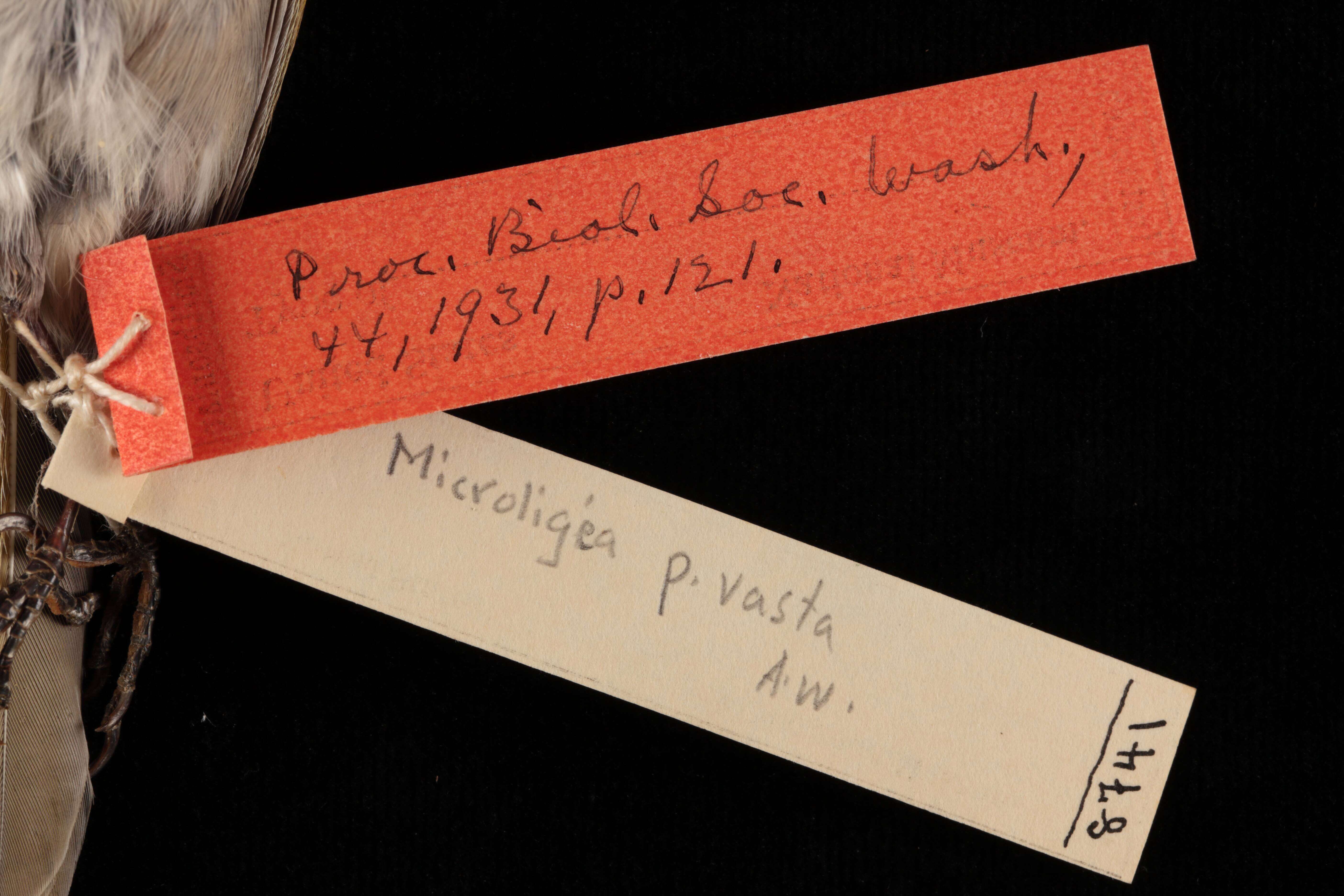 Image of Microligea palustris vasta Wetmore & Lincoln 1931