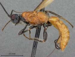 Image of Odontobracon panamensis Marsh 1988