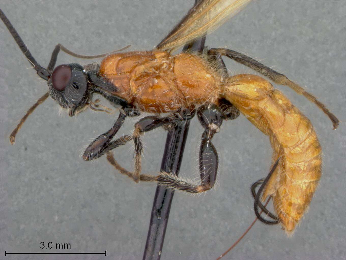 Image of Odontobracon panamensis Marsh 1988