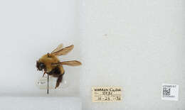 Слика од Bombus perplexus Cresson 1864