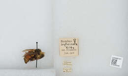 Image de Bombus sylvicola Kirby 1837