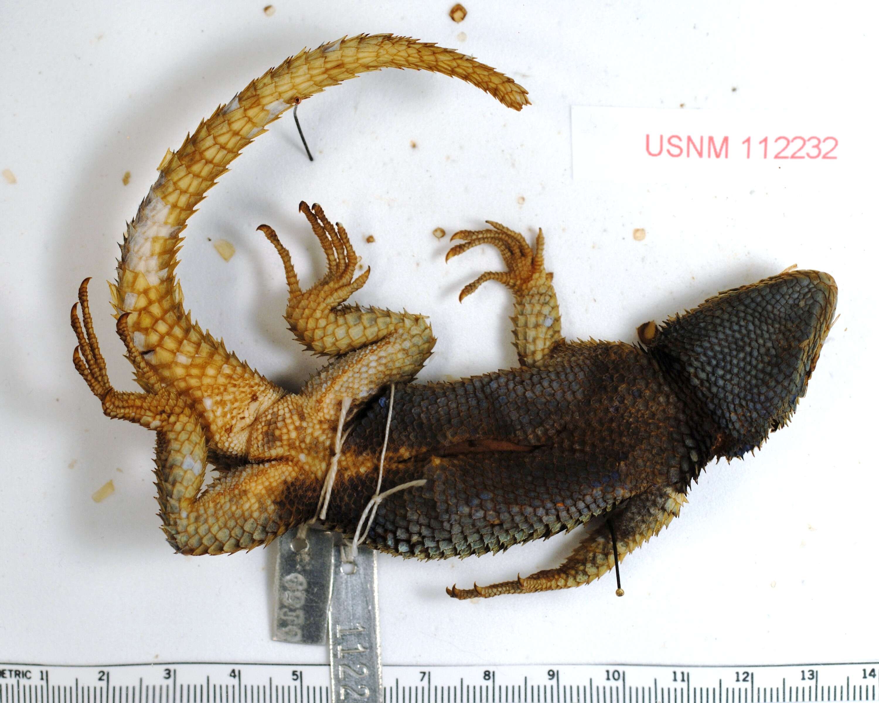 Plancia ëd Sceloporus mucronatus Cope 1885