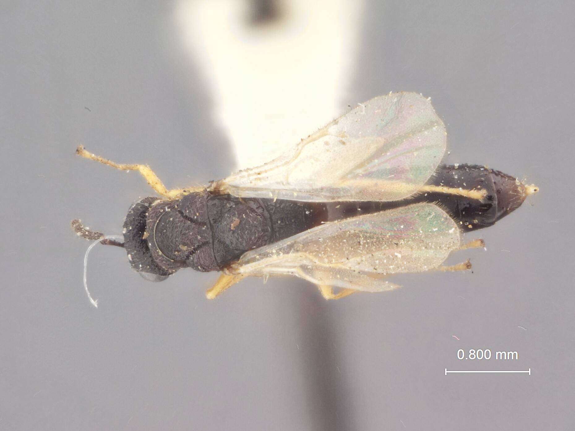 Image of Tetramesa rufipes (Phillips & Emery 1919)