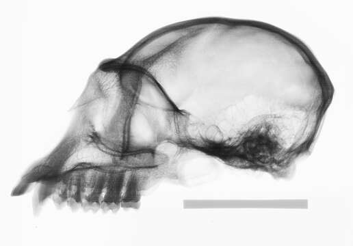 Image of Colobus guereza occidentalis (de Rochebrune 1887)