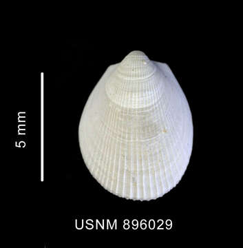 Image of Limatula ovalis (Thiele 1912)