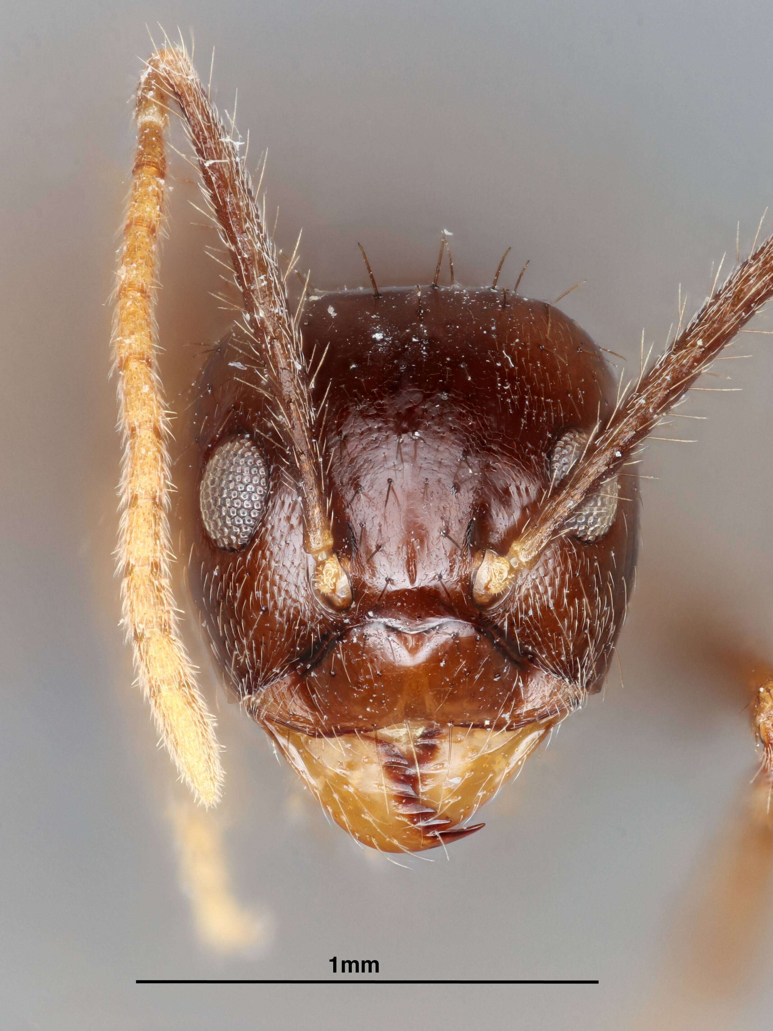 Image of Euprenolepis thrix La Polla 2009