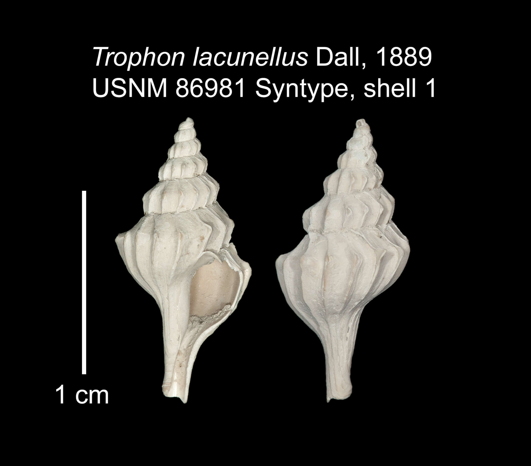 Image of Pagodula lacunella (Dall 1889)