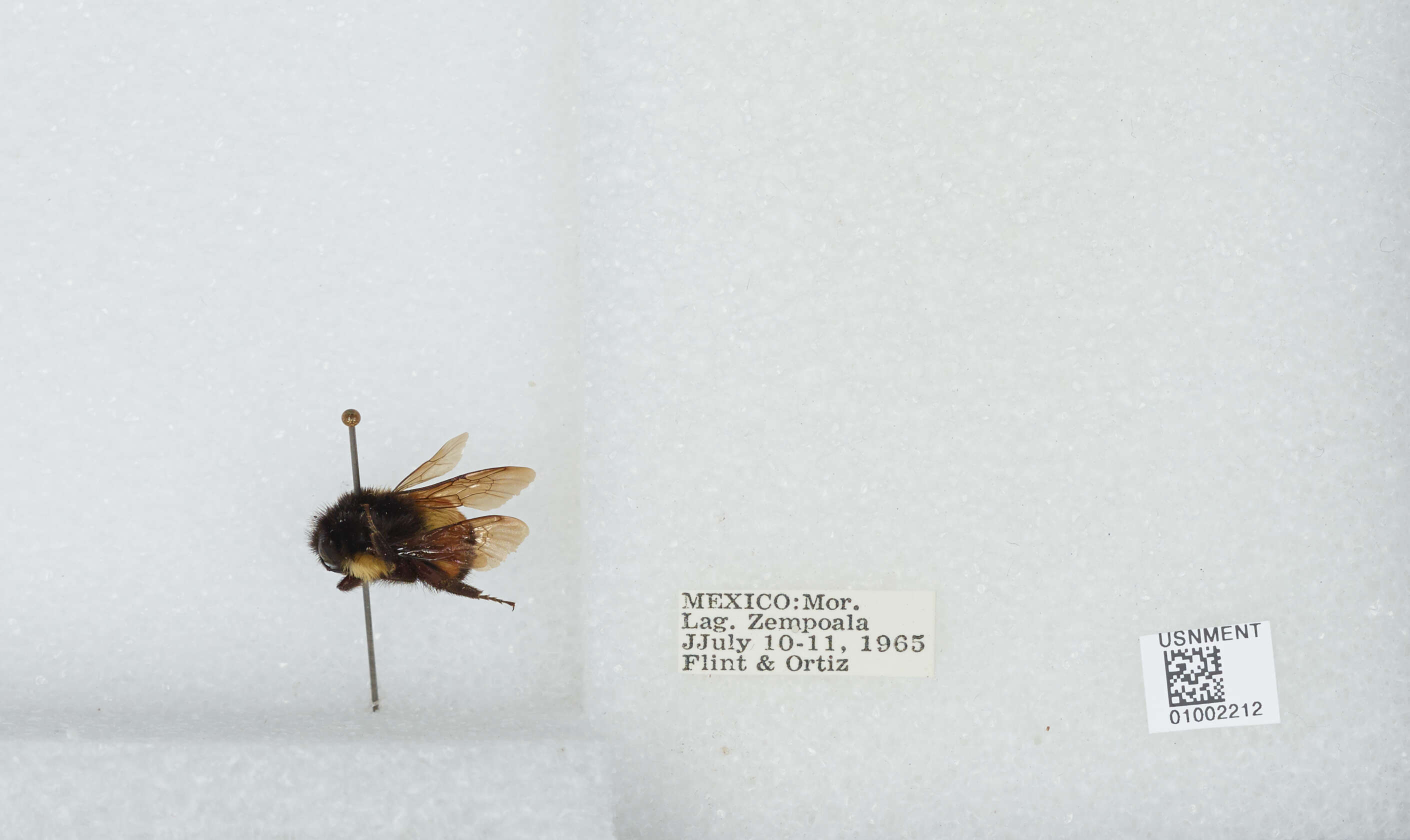 Image of Bombus ephippiatus Say 1837