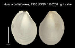 Image of Acesta bullisi (H. E. Vokes 1963)