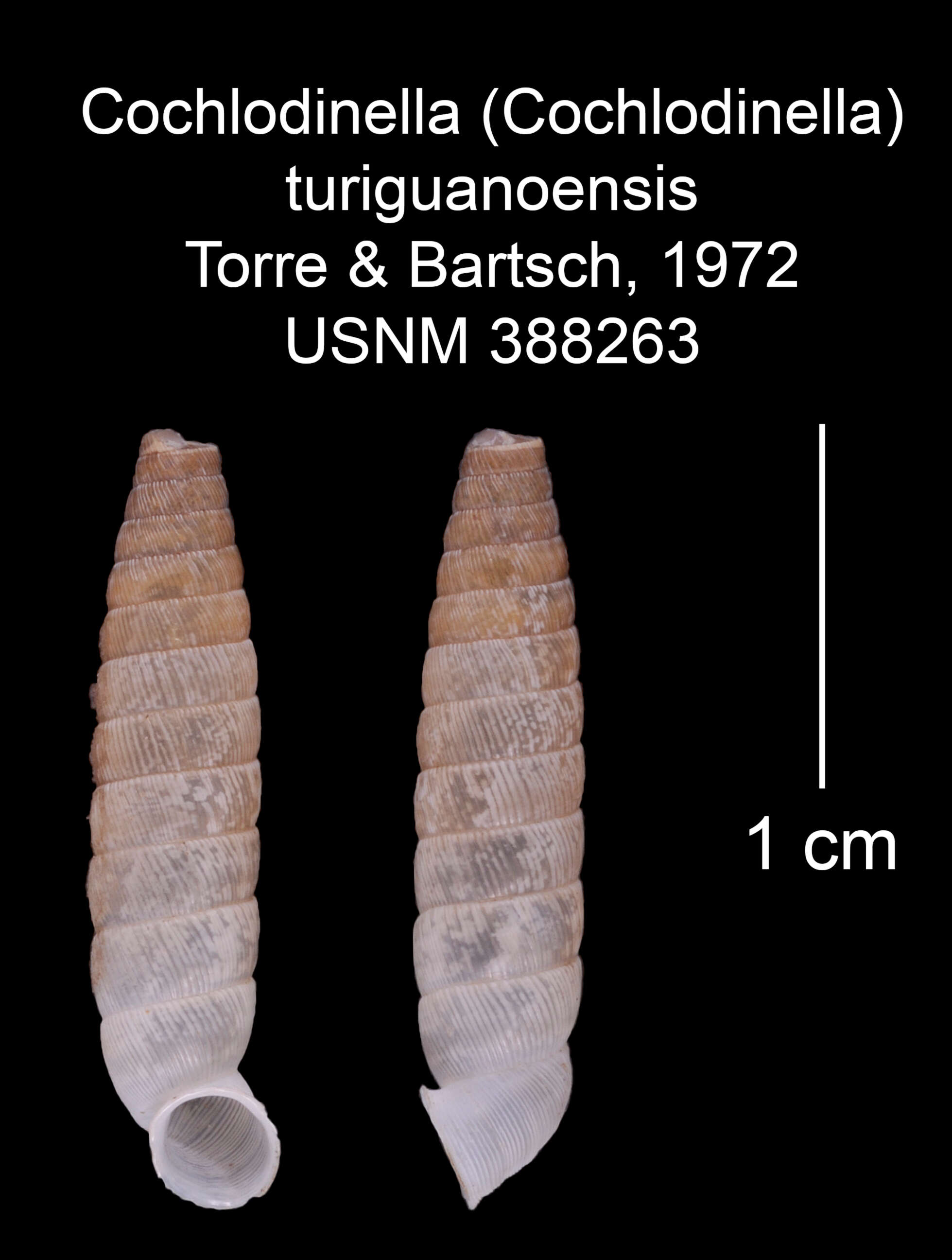 Image of Cochlodinella turiguanoensis C. Torre & Bartsch 1972