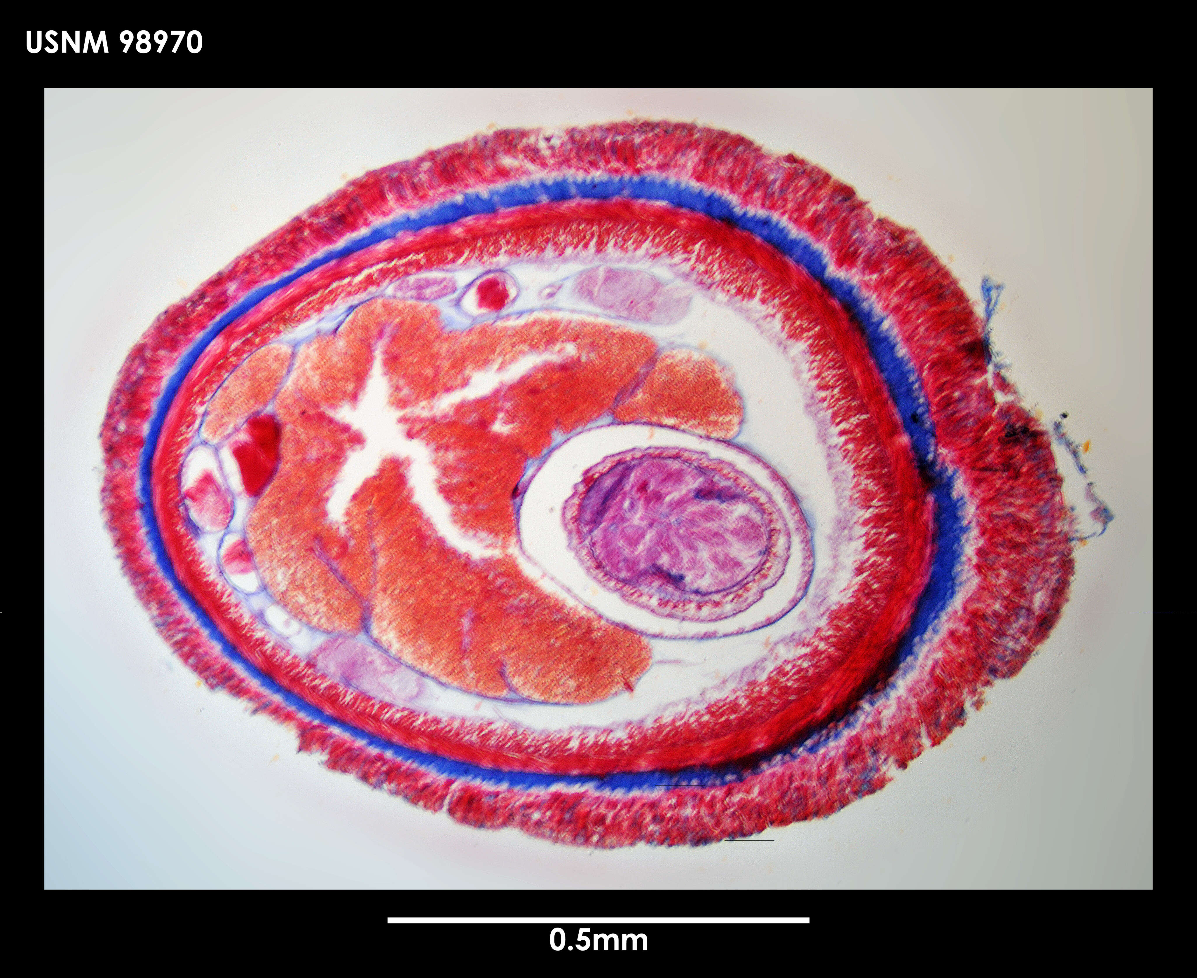 Image of Prosorhochmidae