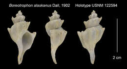 Image of Boreotrophon alaskanus Dall 1902