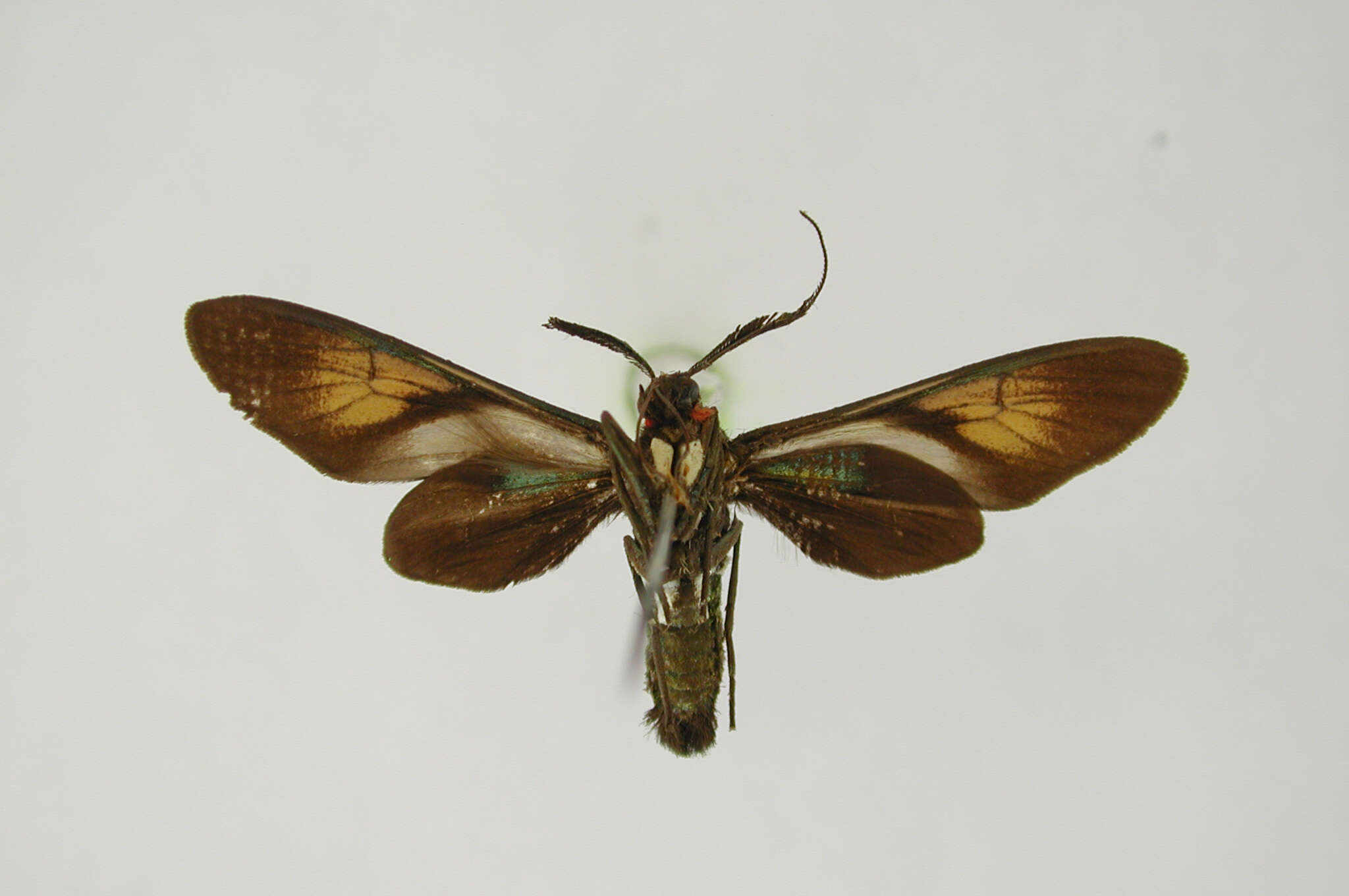 Image of Eriphioides ustulata Felder 1869