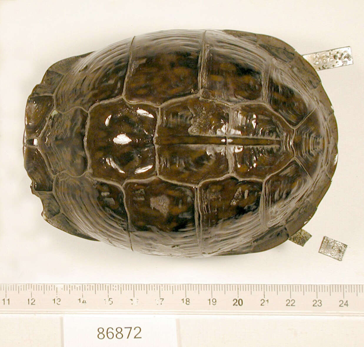 Image of Three-toed box turtle