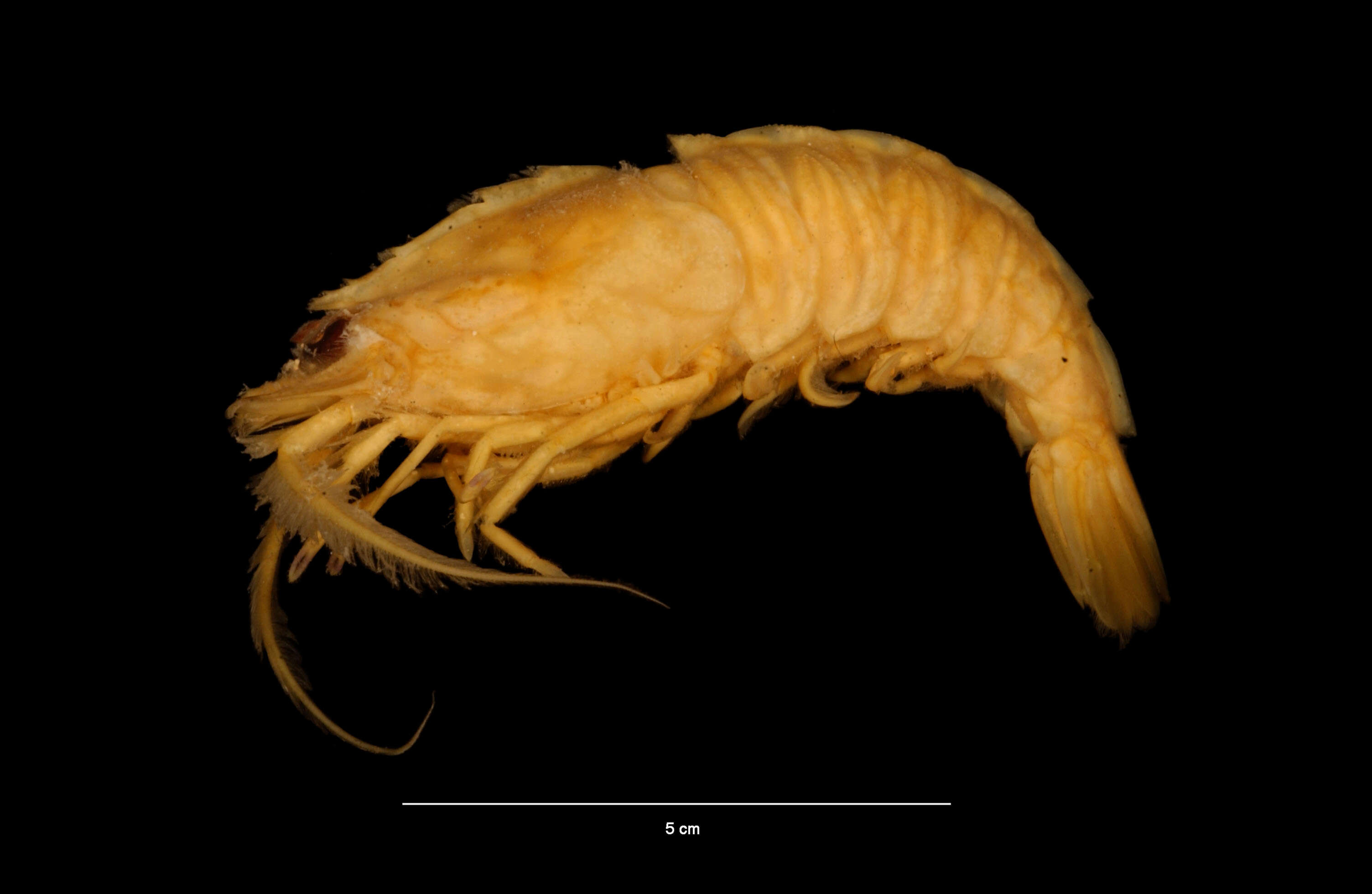 Image of Rock shrimp