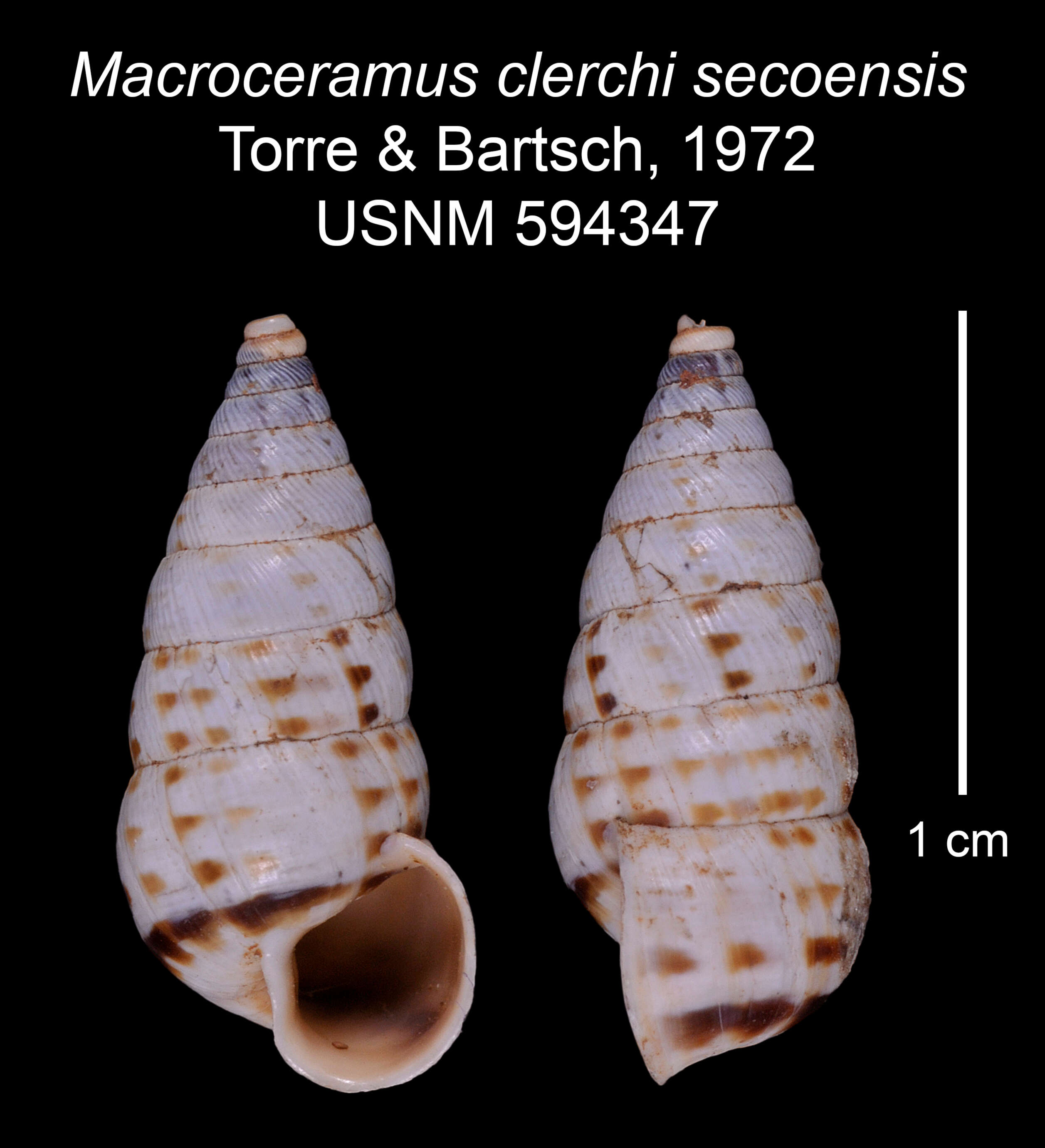 Imagem de Macroceramus clerchi secoensis C. Torre & Bartsch 2008