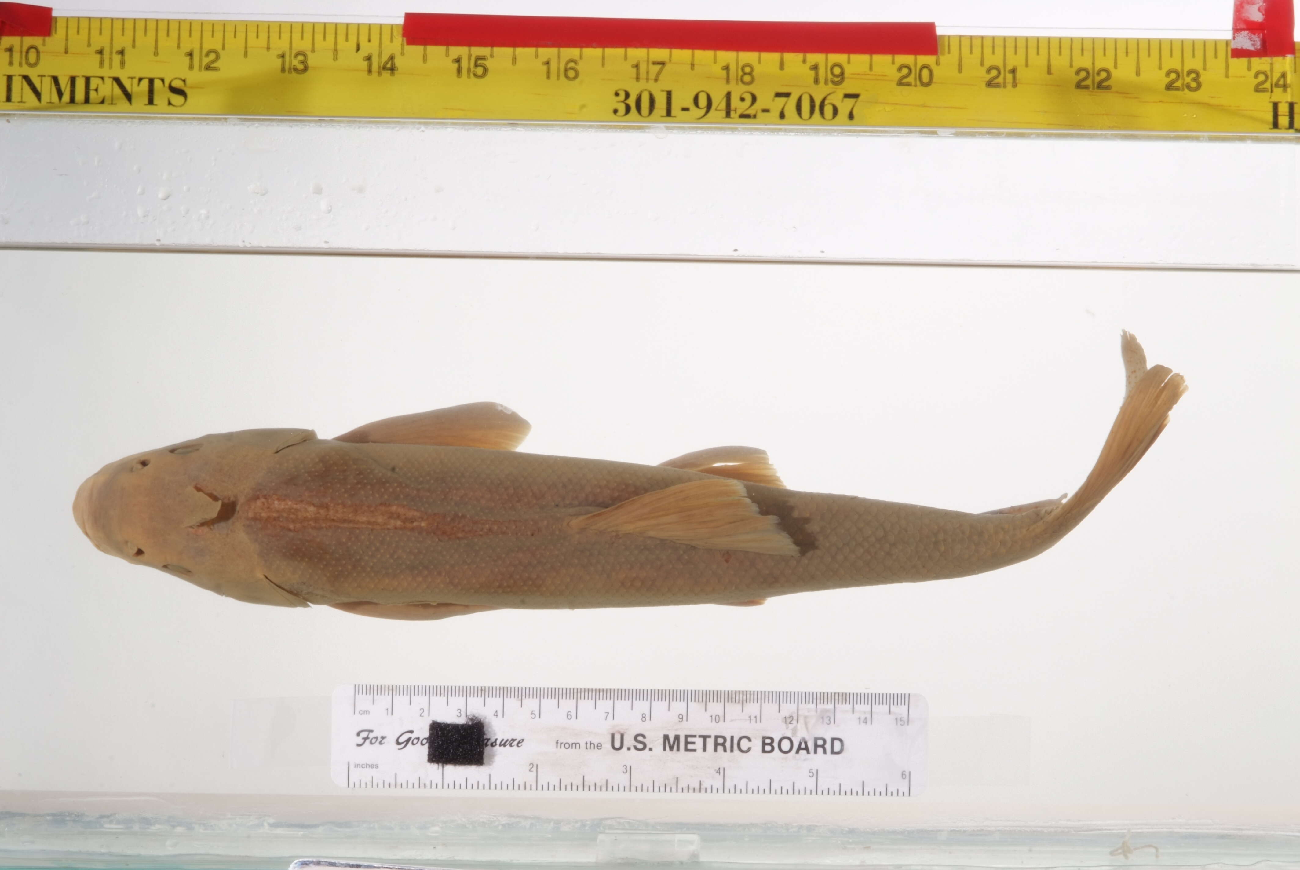 Image of Catostomus arenarius