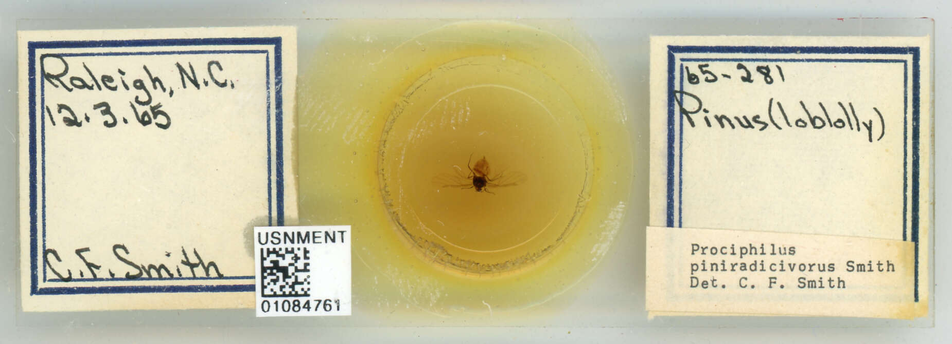 Image of Prociphilus (Prociphilus) piniradicivorus Smith & C. F. 1969