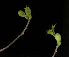 Image de Ceiba aesculifolia (Kunth) Britten & E. G. Baker