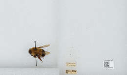 Image of Bombus vagans vagans Smith 1854