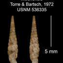 Imagem de Tetrentodon mochensis C. de la Torre & Bartsch 1972