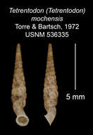 Imagem de Tetrentodon mochensis C. de la Torre & Bartsch 1972