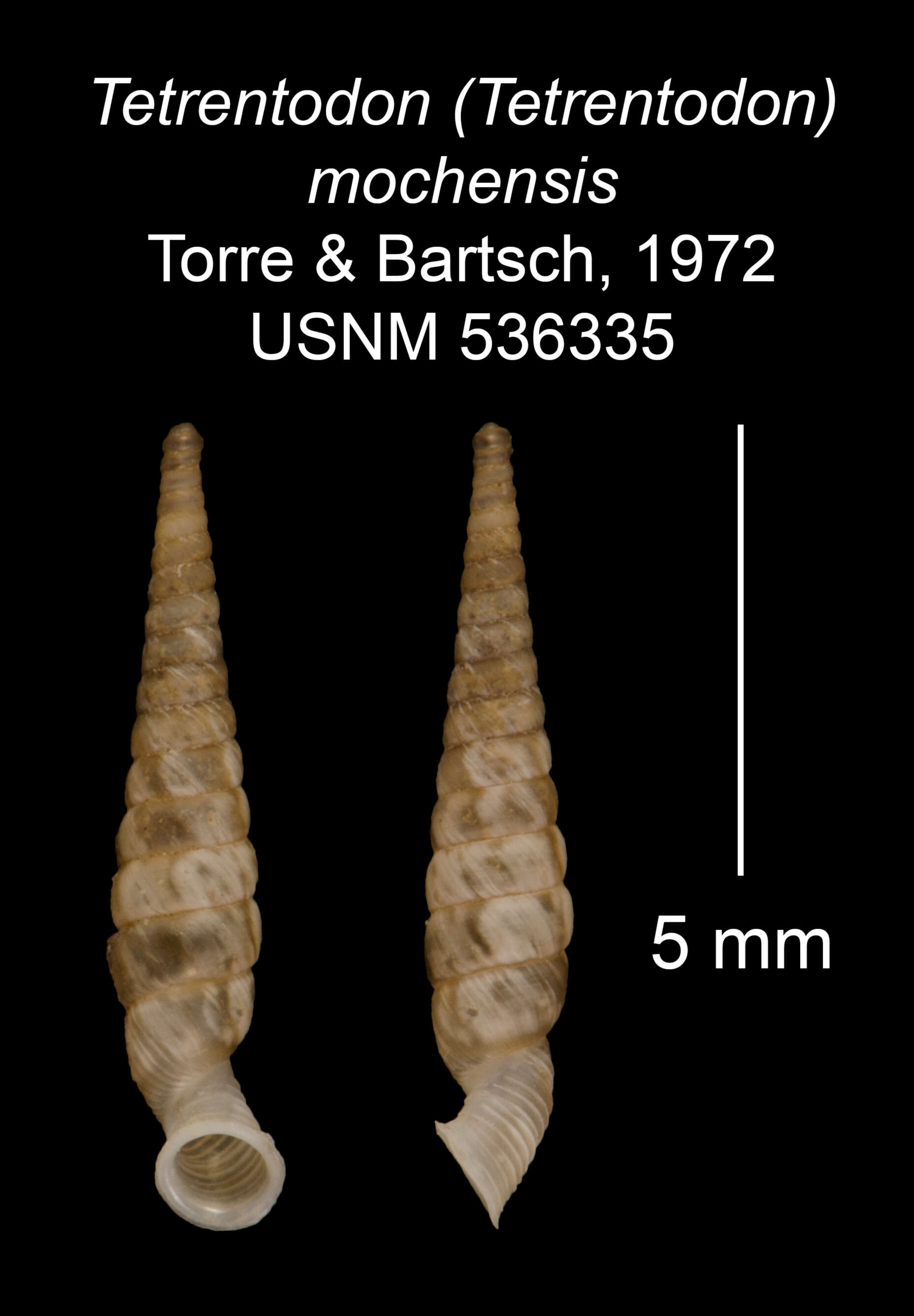 Imagem de Tetrentodon mochensis C. de la Torre & Bartsch 1972