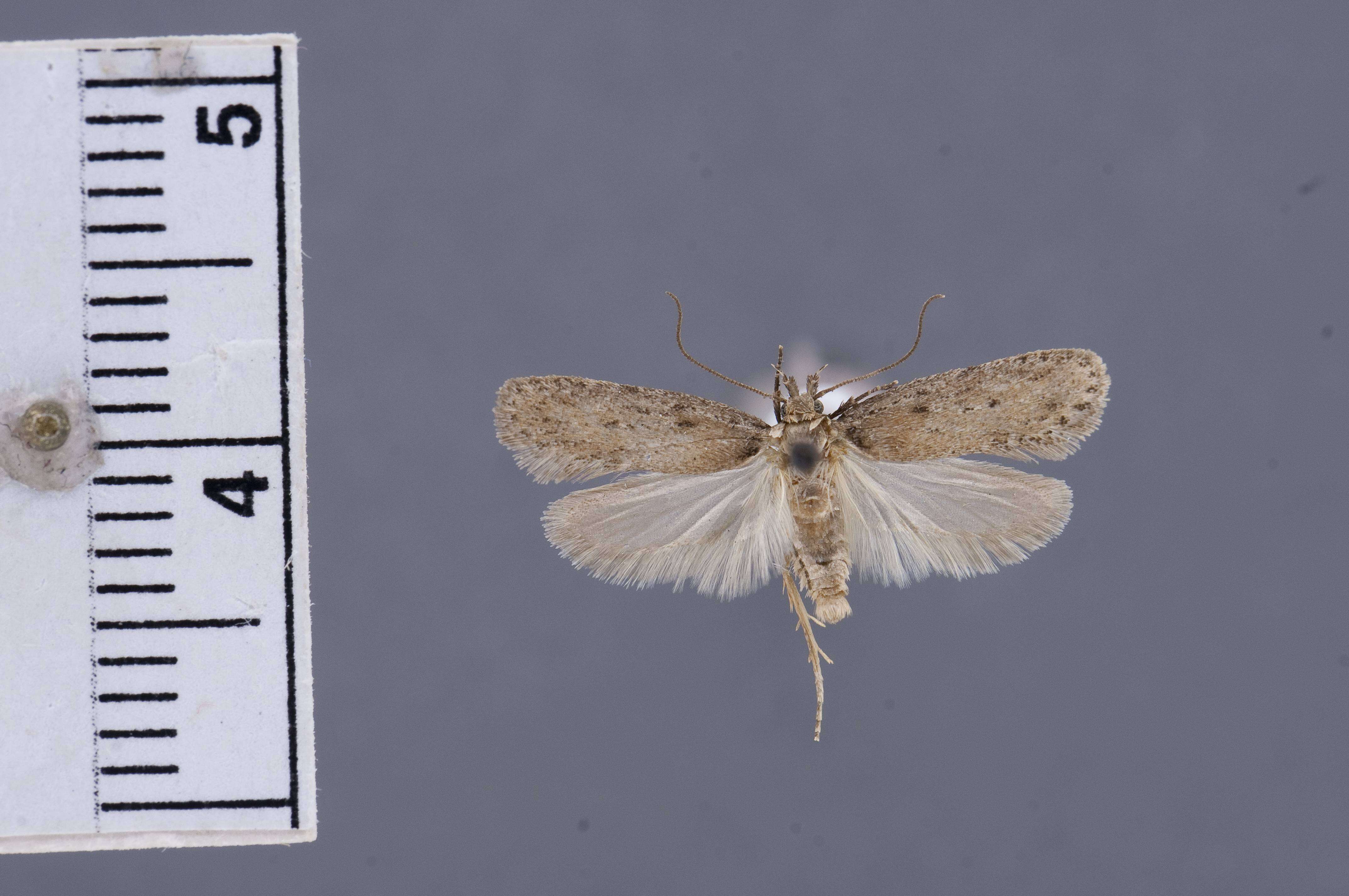 Image of Depressaria artemisiae Nickerl 1864