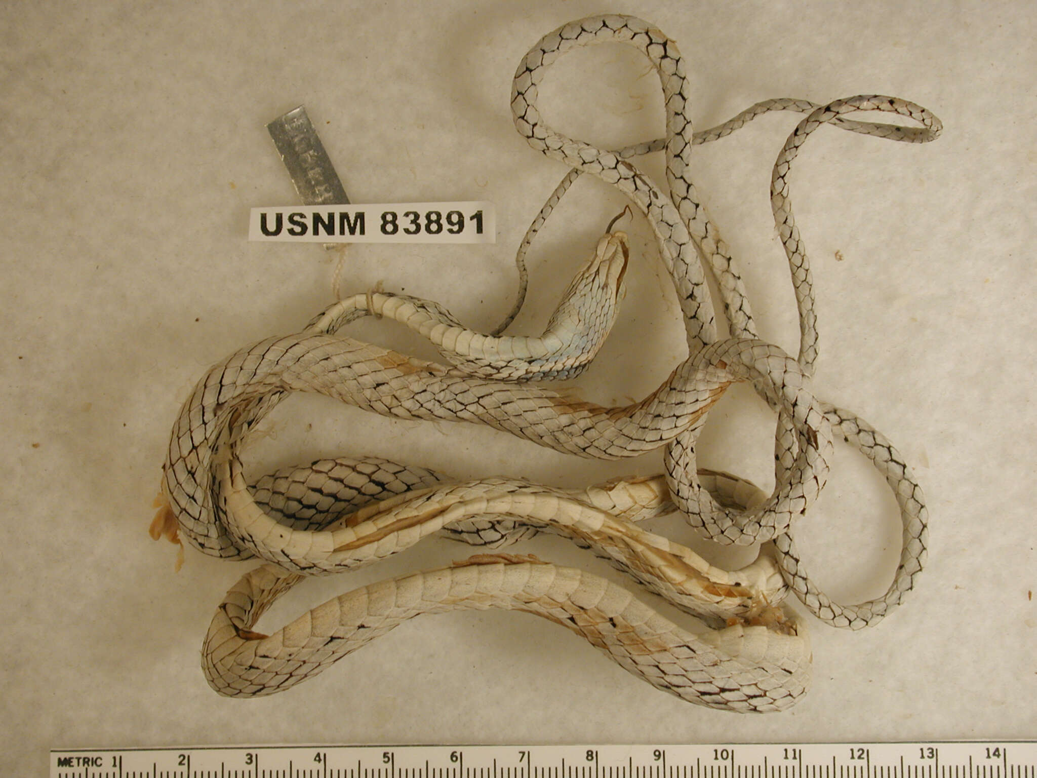 Image of Uromacer frenatus wetmorei Cochran 1931