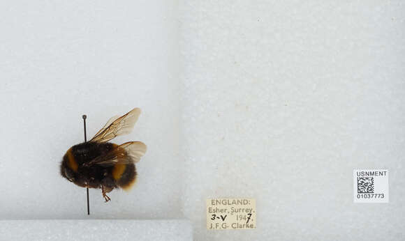 Image of Bombus terrestris audax (Harris 1776)