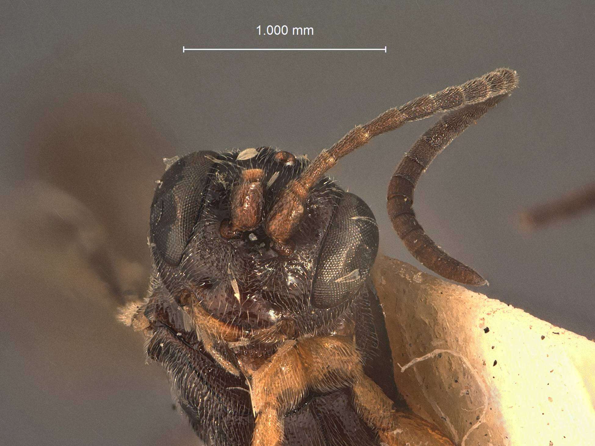 Image of Phaeogenes arcticus Cushman 1920