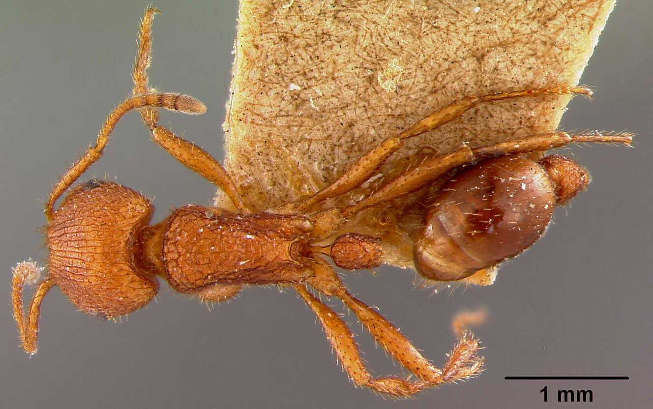 Image of Pogonomyrmex naegelii Forel 1878