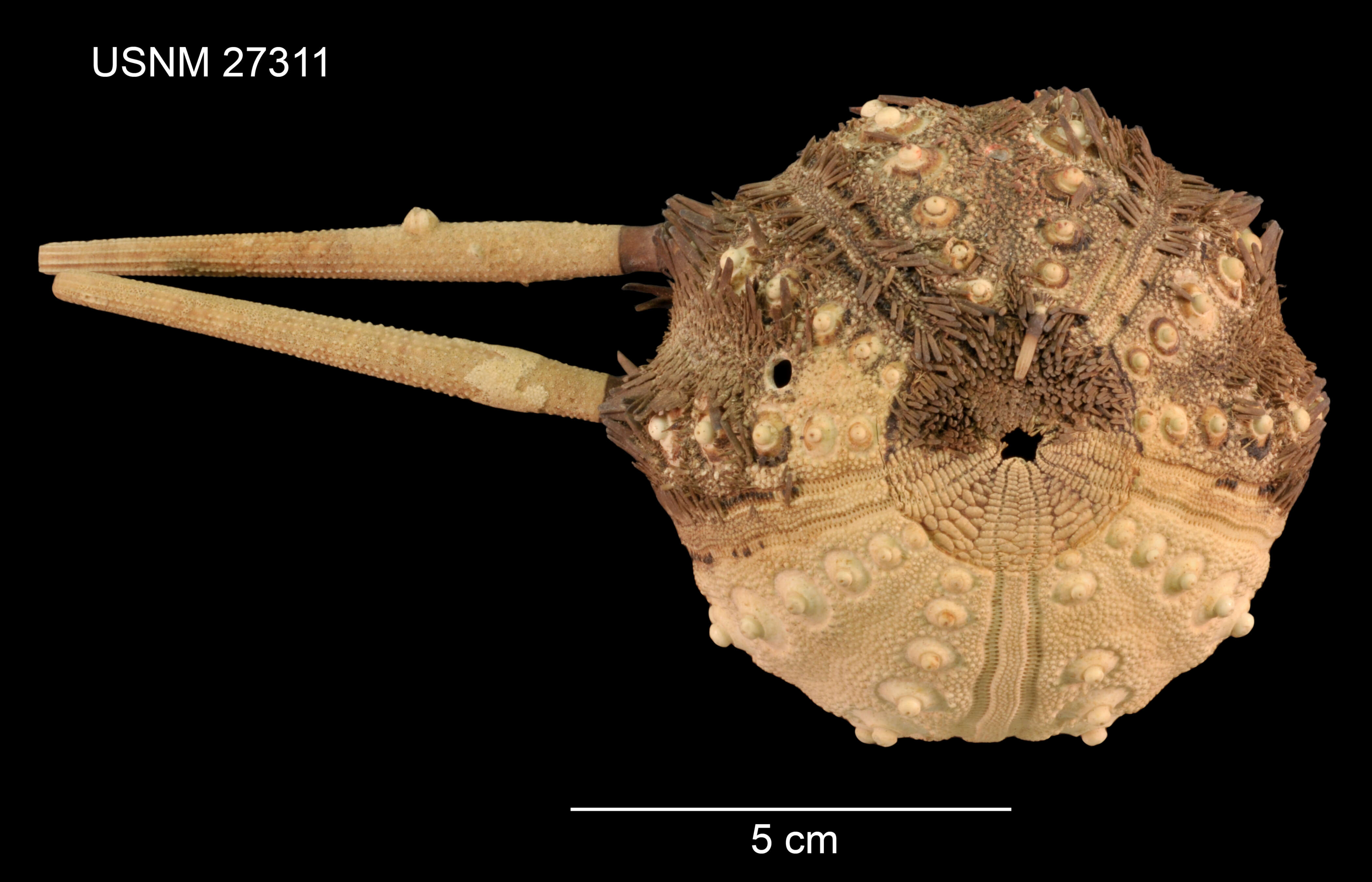 Image of Prionocidaris thomasi (A. Agassiz & H. L. Clark 1907)