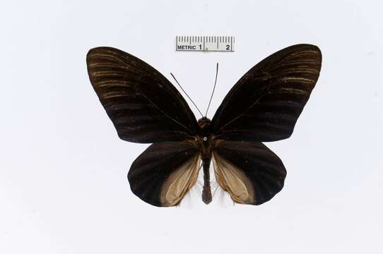 Image of Atrophaneura nox (Swainson 1822)