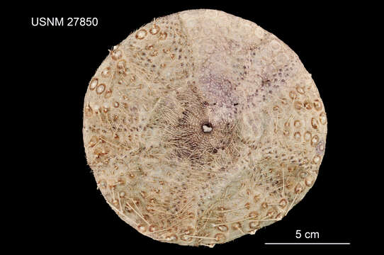 Image of Sperosoma obscurum A. Agassiz & H. L. Clark 1907