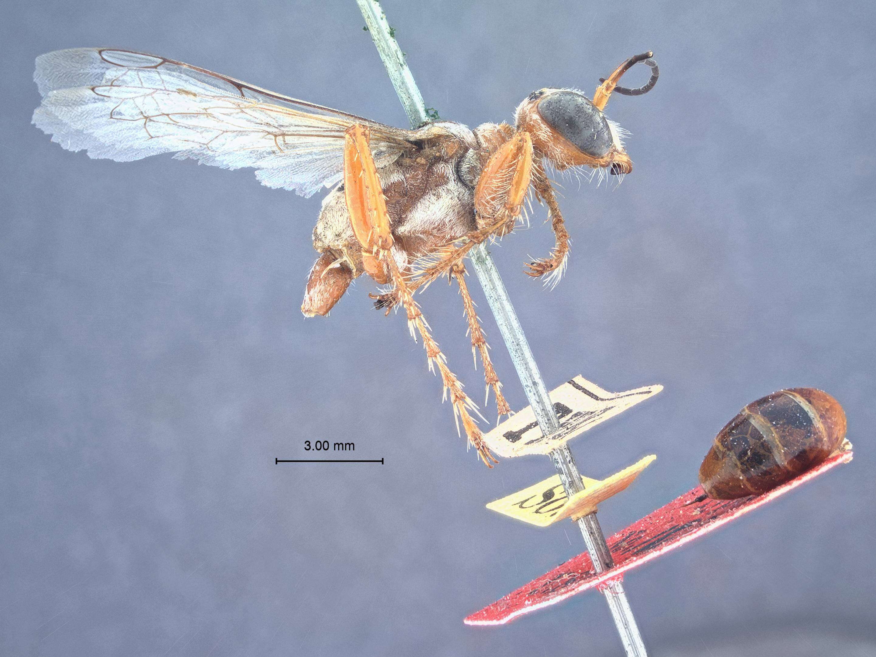 Image of Ammophila ferruginosa Cresson 1865
