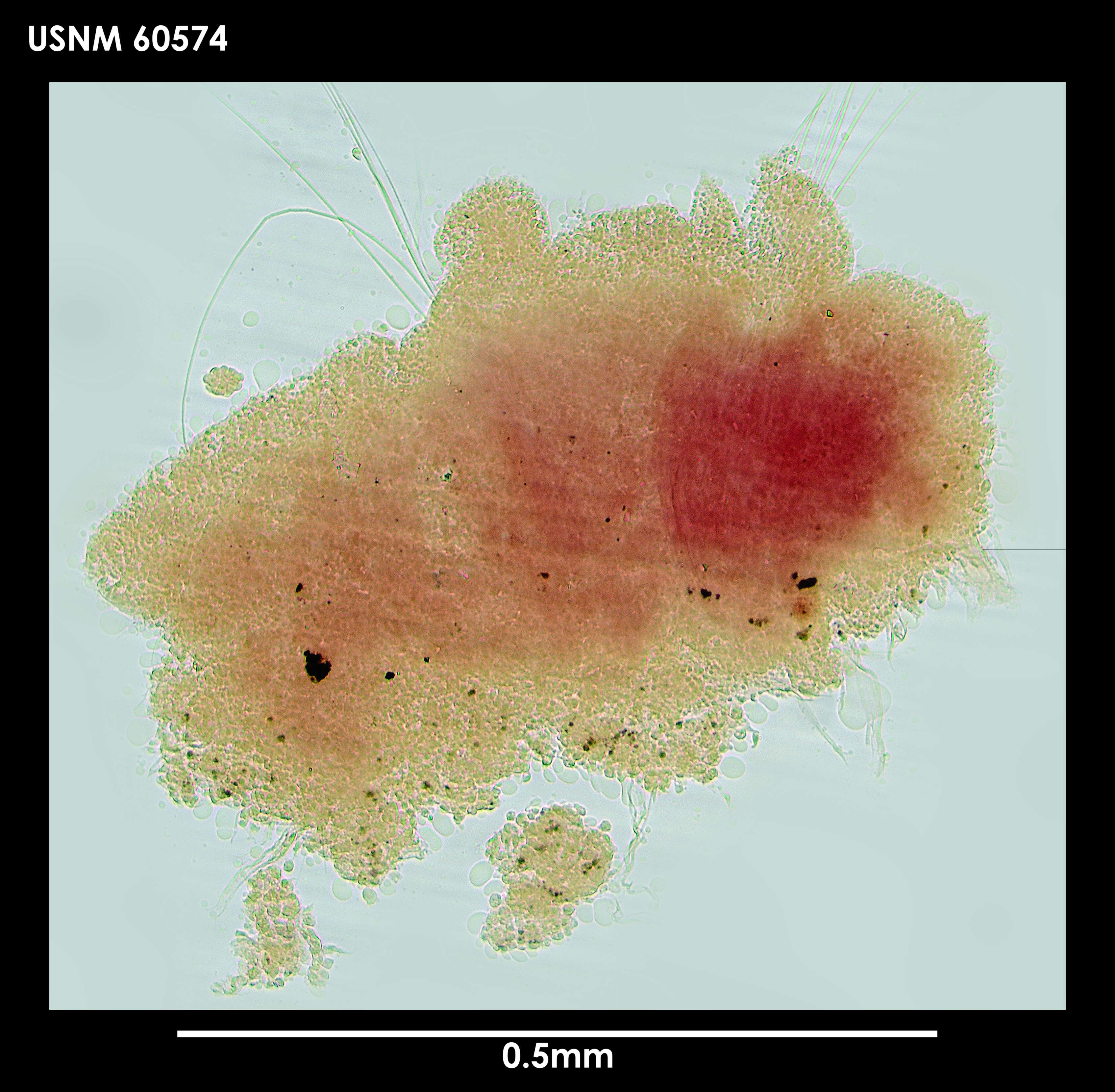 Image of Axiokebuita millsi Pocklington & Fournier 1987