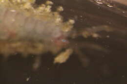 Image of fifteen-scaled worm