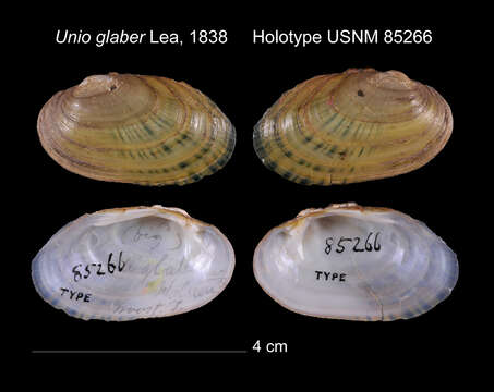 Image of Unio glaber Lea