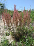 Image de Rumex hastatulus Baldw. apud Ell.