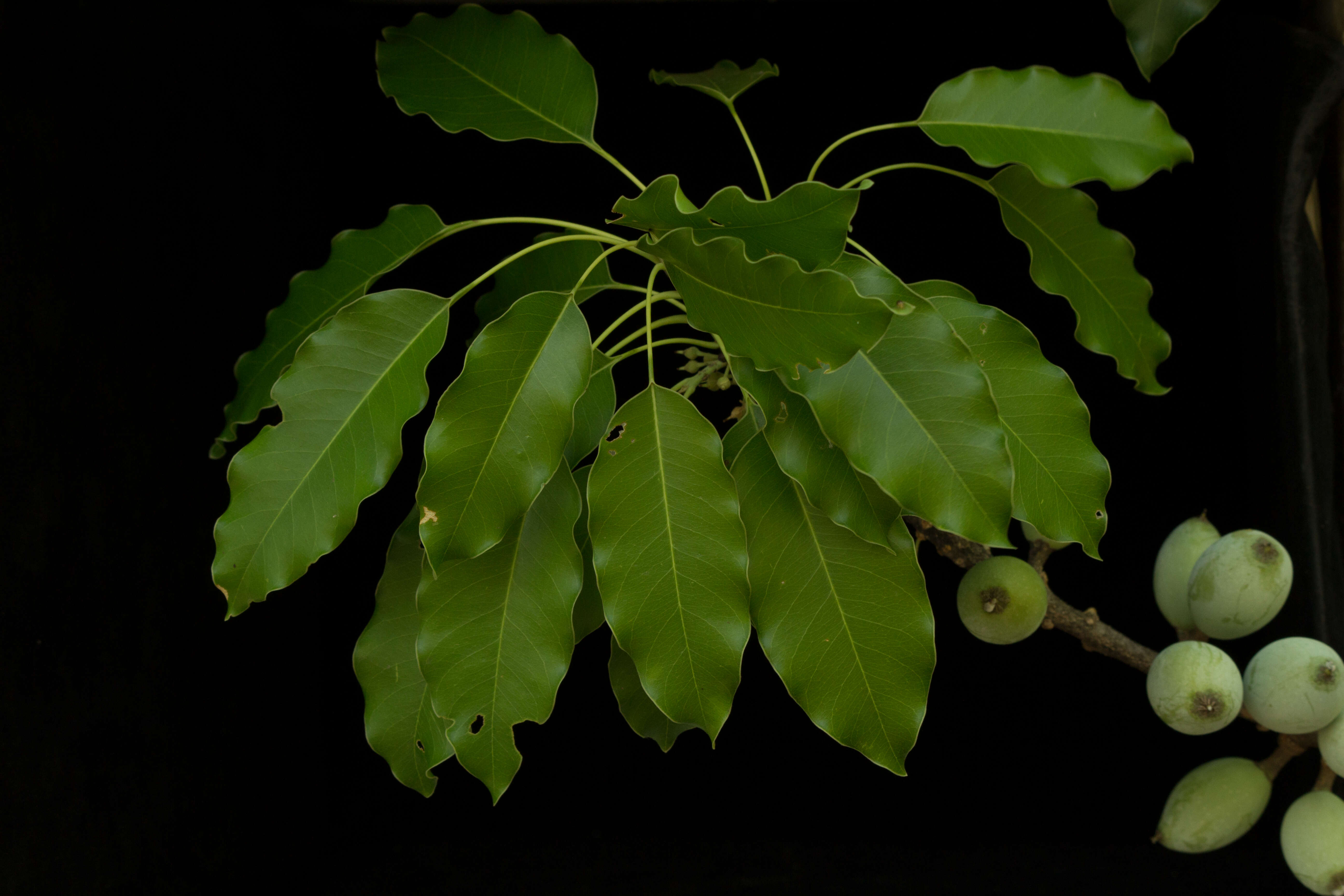 Image of Sideroxylon capiri (A. DC.) Pittier