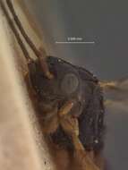 صورة Chaenusa elongata Stelfox 1957