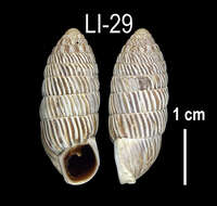 Image of Cerion melanostomum Clench 1934